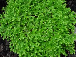 Image result for Selaginella kivuensis
