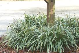 Monkey grass can be used as a groundcover or as an accent border to a walkway. Liriope Home Garden Information Center