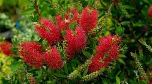 We did not find results for: 25 Desert Plants With Pictures And Names