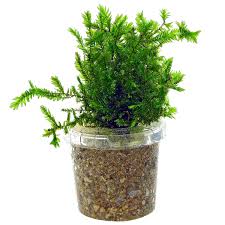 Image result for Rotala fontinalis