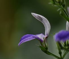 Image result for Brillantaisia owariensis