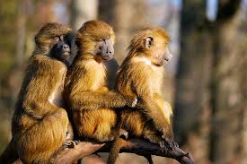 hd wallpaper three monkeys on branch animal ape baboon sphinx sphinx baboon wallpaper flare three monkeys on branch animal ape