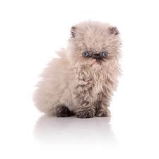 Is there such a thing as a blue point himalayan cat? Himalayan Steckbrief Herkunft Wesen Und Mehr Haustiermagazin