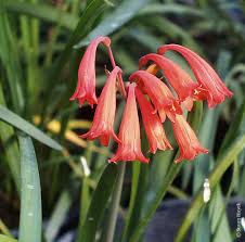 Image result for Cyrtanthus breviflorus