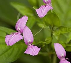 Image result for Dicliptera sp. C