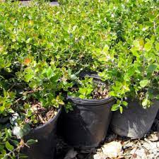 Variegated Mock Orange