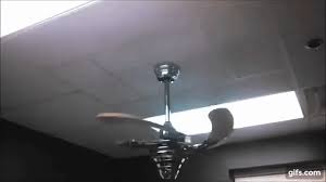 Post a gif of how you feel right now posted. Fanimation Air Shadow Ceiling Fan Animated Gif