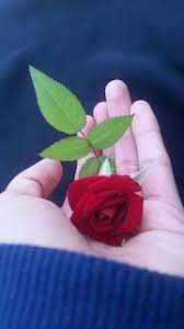Gambar bunga mawar merah gambar bunga mawar putih mawar bunga mawar wallpaper mekar bunga bunga. Wallpaper Whatsapp Bunga Keren 1000 Image Bunga 3d 4d Hd