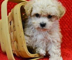 Email if you are interested in any of our puppies please give us a call. Awesome Maltipoo Puppies For Adoption Home Facebook