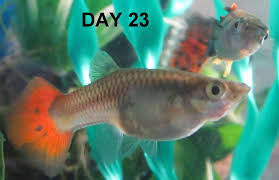 Pin On Guppy Fish