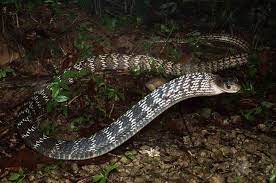 As The Largest Colubrid Snake Reaching Up To 4 Metres Ptyas Carinata Keeled Rat Snake Can Sometimes Be Mistaken As King Cobra Rat Snake Snake Human Species