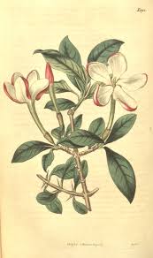 Image result for Hyperacanthus amoenus