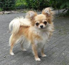 Vous êtes descendu jusqu'ici pour obtenir des informations sur short hair chihuahua ? Cute Light Brown Chihuahua Puppy Pets Lovers