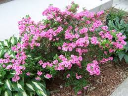 Gorgeous Blooming Azalea Mini Flowers Rosebud Plants Lawn And Garden Trees And Shrubs