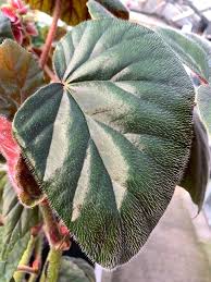 Image result for Begonia wollastonii