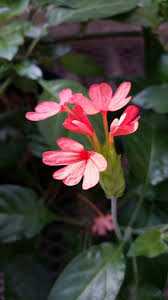 Image result for Crossandra nilotica