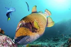 circular reference also called the leopard shark which is a different species of shark (triakis semifasciata). Triggerfish Of All Shapes And Sizes In Lombok Two Fish Divers