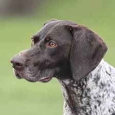 German shorthaired pointers are affectionate, intelligent and cooperative dogs that love to retrieve. Stonnie Dennis Dog Trainer Lexington Ky