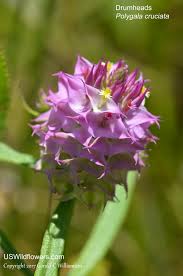Image result for Polygala macrostigma