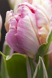 Tulip Parrot Pink Beautiful Flowers Flowers Pretty Flowers