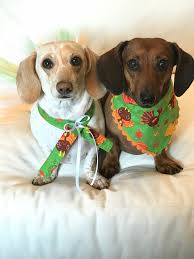 See more ideas about funny dachshund, weiner dog, dachshund love. Happy Thanksgiving From Our Family To Your Family Baby Dogs Dachshund Lovers Cute Puppies