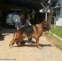 German Shepherd Dog Puppies For Sale - AKC PuppyFinder