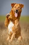 Golden Shepherd - characteristics, appearance and pictures