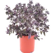 Image result for Vitex trifolia