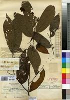 Image result for Leptonychia