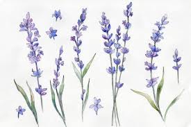 Wild Field Lavender Png Watercolor Set Graphic By Mystocks Creative Fabrica In 2020 Lavender Paint Purple Wildflowers Lavender