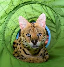 In a biome largely dominated by packs, one animal stands alone, and tall. Serval Cat Owner Rails Against Ottawa S Exotic Animal Bylaw Ctv News