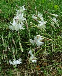 Image result for Dianthus chimanimaniensis