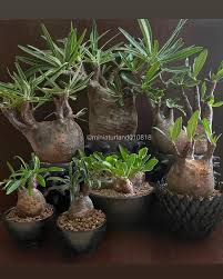 Image result for Raphionacme procumbens