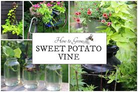 Sweet potato vines are ideal for container gardening and are prized for their foliage. How To Grow Sweet Potato Vine From Cuttings