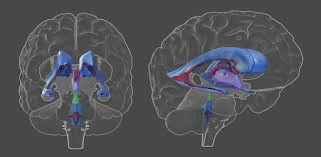 22 views · june 23. 3d Brain Apps On Google Play