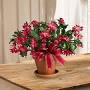 Profile Picture of Merry Christmas Cactus in Palm Bay FL - Flowers by Joannon Google