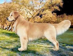 We started a waiting list… Golden Retriever Puppy For Sale Adoption Rescue For Sale In Kisatchie Louisiana Classified Americanlisted Com