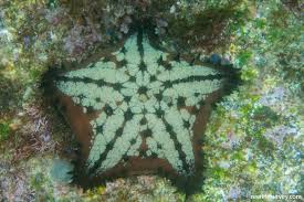 Image result for Nidorella auriculata