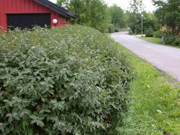 Faça uma simulação de financiamento ou do empréstimo real fácil caixa e saiba mais detalhes sobre prazos e condições. Lonicera Caerulea Blaleddved Norwegian University Of Life Sciences Nmbu As Norway