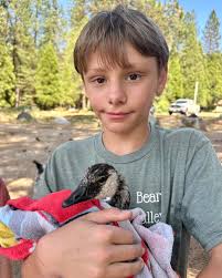 Canada gosling rescued twice by young hero