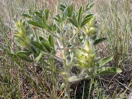 Image result for Psoralea glabra