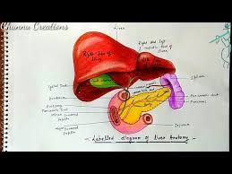There is a printable worksheet available for download here so you can take the quiz with pen and paper. How To Draw Human Liver Liver Diagram In Easy Way Labelled Diagram Of Liver Youtube