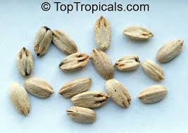 Image result for Cussonia corbisieri