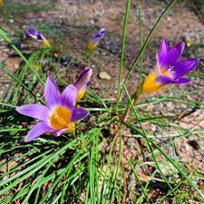Image result for Romulea