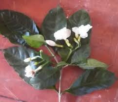 Image result for Xylotheca tettensis