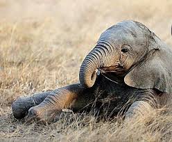 Check spelling or type a new query. Awww Baby Elephant Sitting Down After A Big Yummy Lunch Yawn I M Feeling Sleepy 3 Cute Little Animals Cute Animals African Elephant