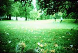 La parola italiana libro deriva dal latino liber.il vocabolo originariamente significava anche corteccia, ma visto che era un materiale usato per scrivere testi (in libro scribuntur litterae, plauto), in seguito per estensione la parola ha assunto il significato di opera letteraria. Angriff Der Eichhornchen St James Park London Lomography