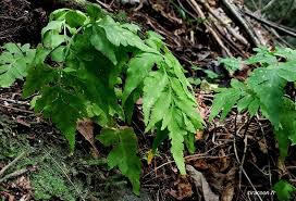 Image result for Asplenium pumilum