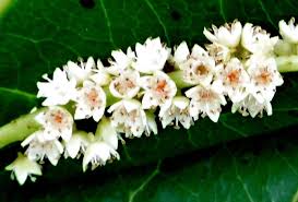 Image result for Terminalia catappa
