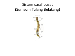 Hewan yang bertulang belakang, sistim sarafnya adalah saraf pusat dan saraf tepi, sementara hewan yang tak bertulang belakang mereka memiliki sistim saraf yang berbentuk seperti tangga tali. Heartzforeva Sistem Saraf Pada Hewan Sistem Saraf Manusia Pengertian Bagian Fungsi Sistem Jaringan Saraf Membentuk Sistem Saraf